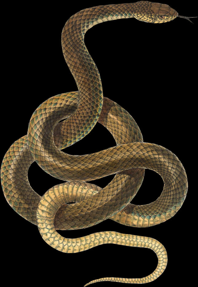 Coiled Snake Black Background PNG