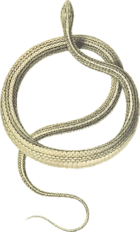 Coiled Snake Graphic PNG