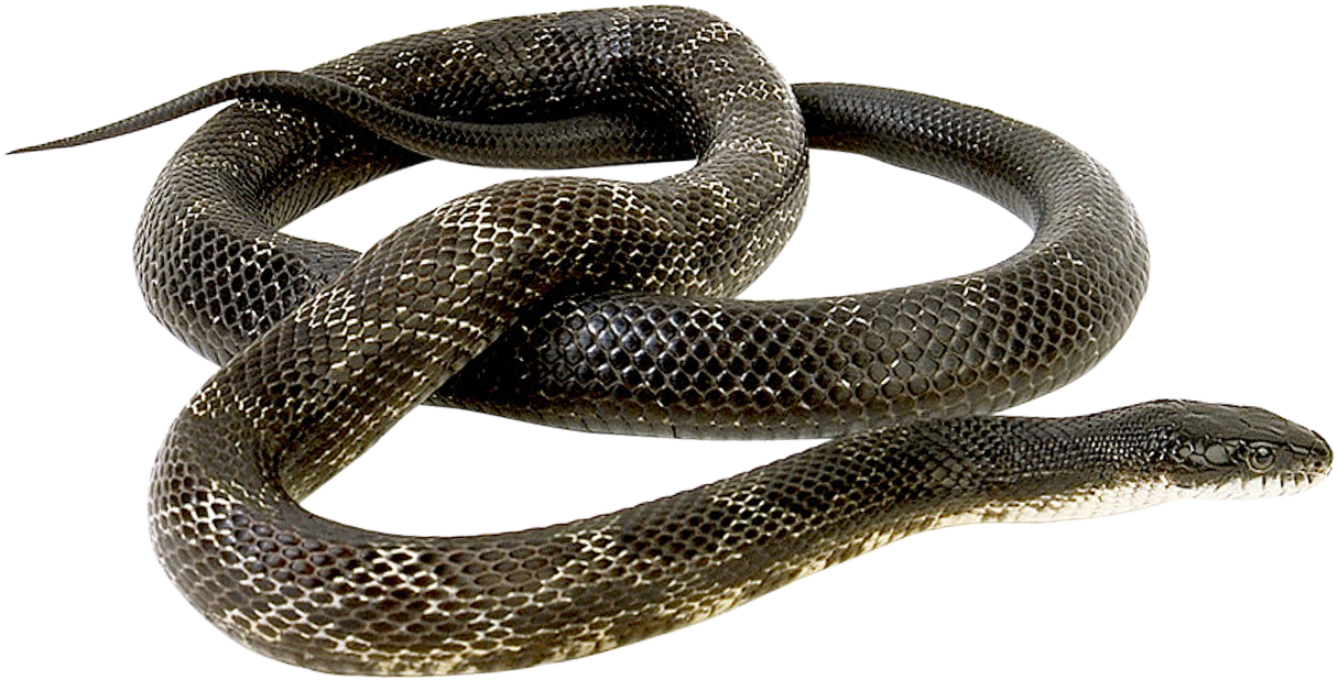 Coiled Snake Transparent Background.png PNG