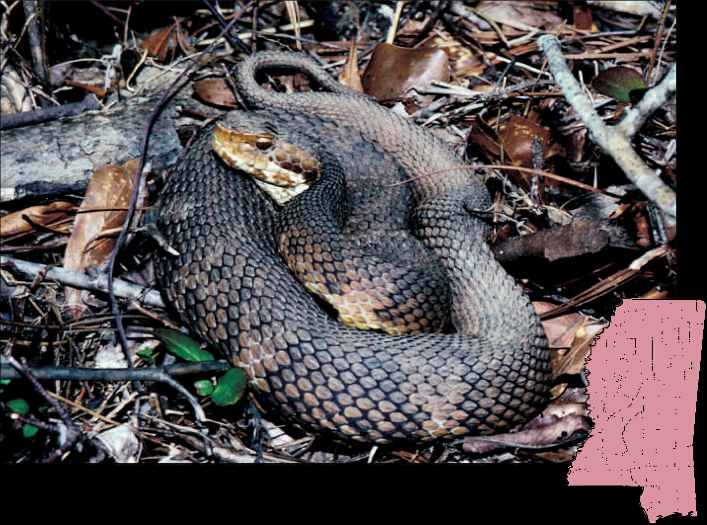 Coiled Snakein Natural Habitat.jpg PNG