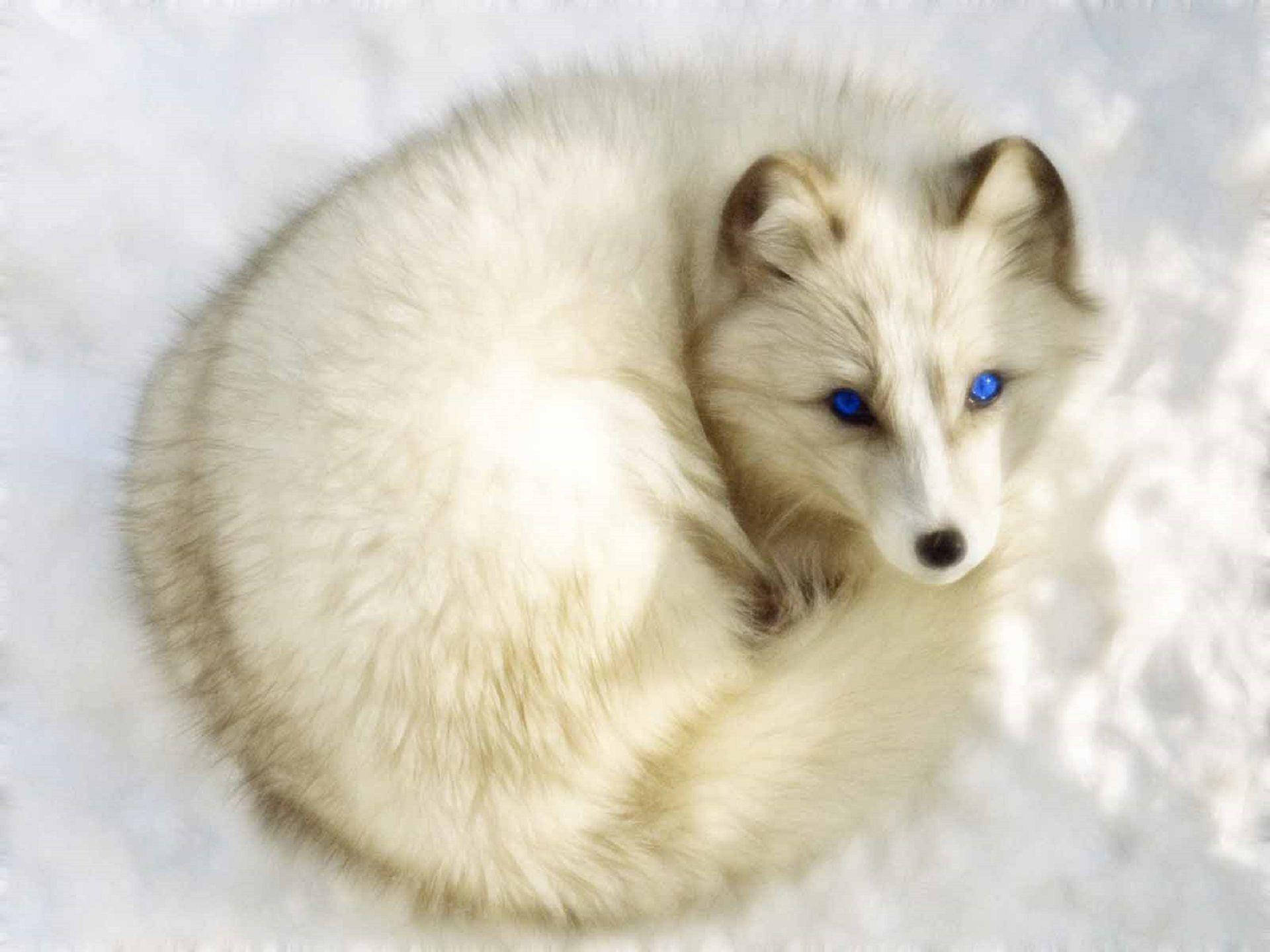 Coiled White Fox In Snow Wallpaper