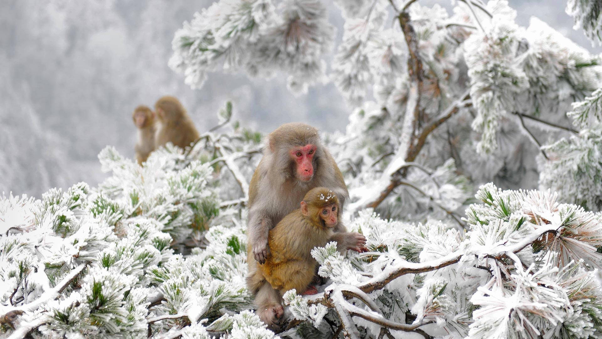 Cold Apes In Japan Winter Wallpaper