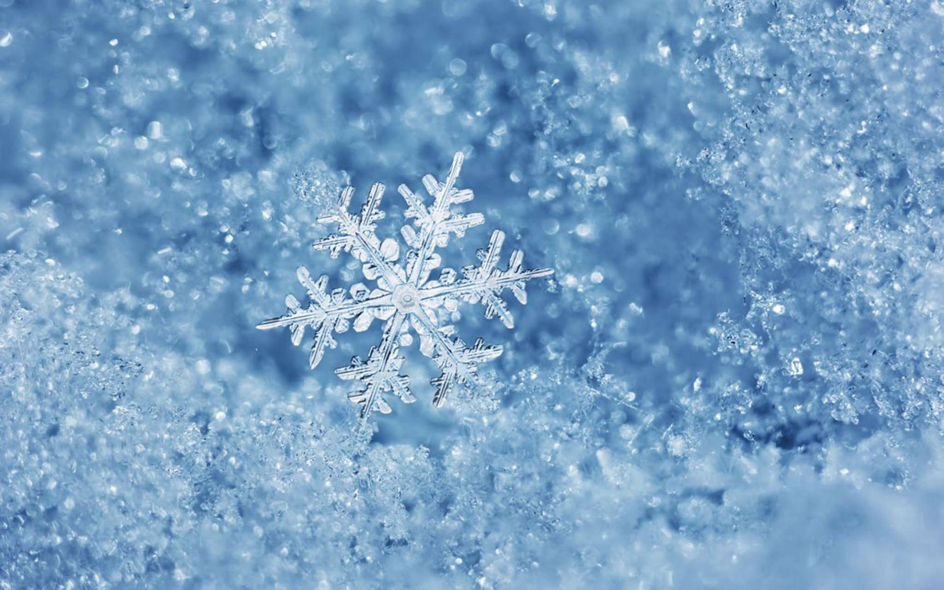 Cold Frosted Snowflake Wallpaper