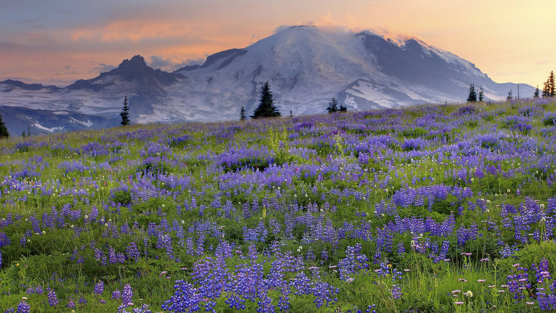 Cold Lavender Flower Mountain Field Wallpaper
