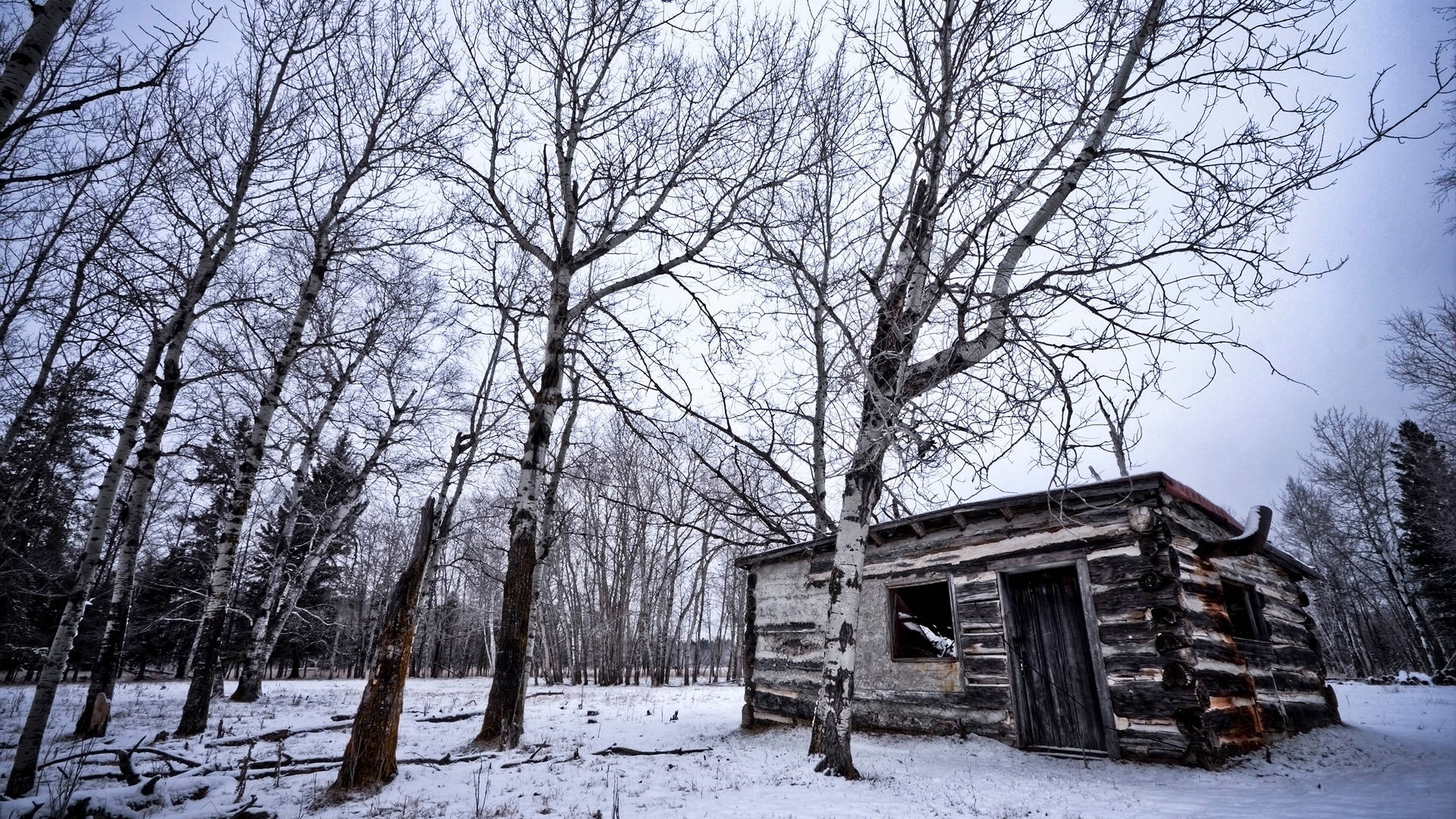 Cold Winter Forest Log House Wallpaper