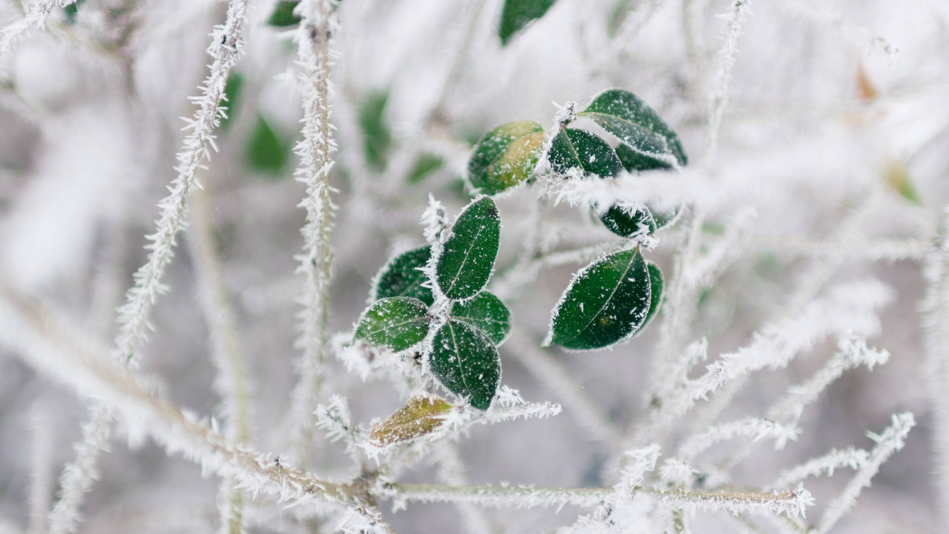 Cold Winter Frosted Branch Wallpaper