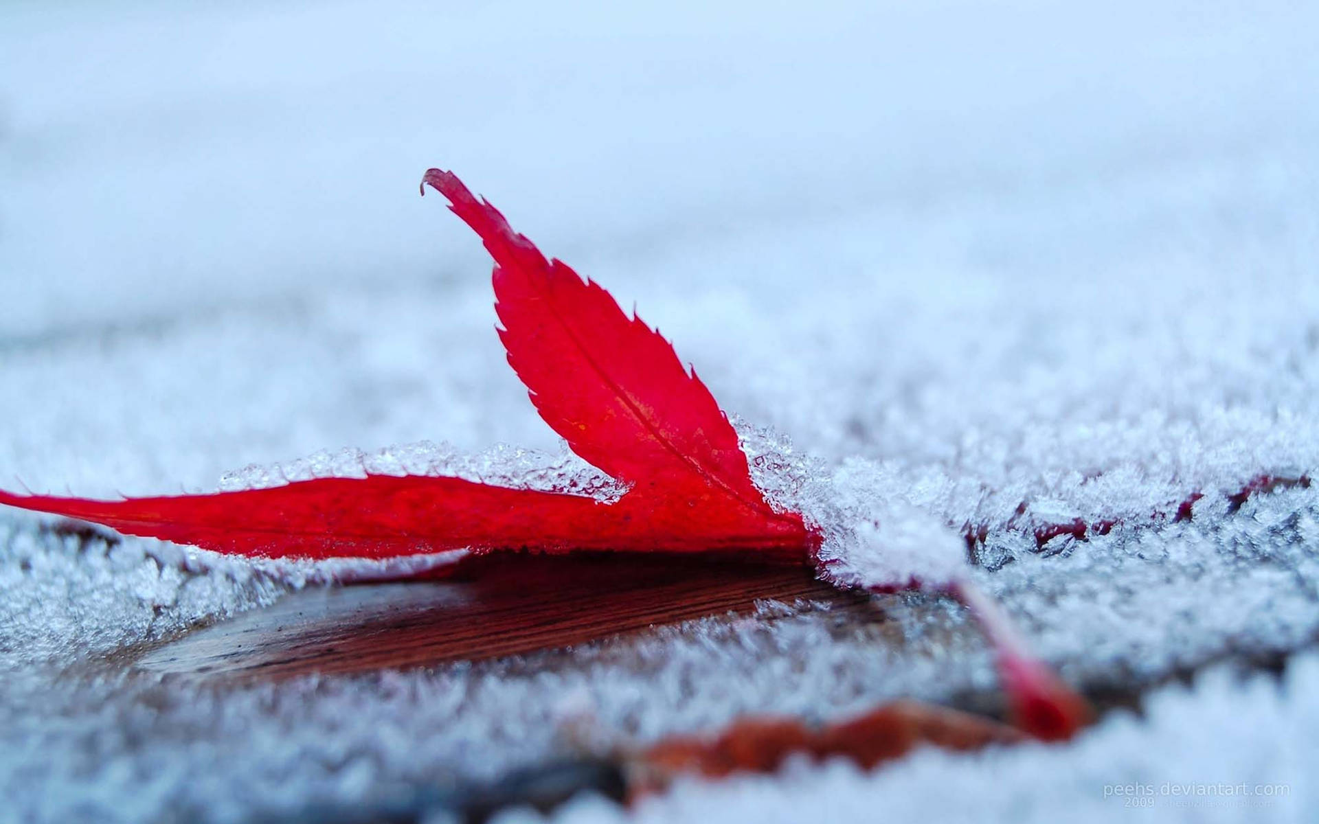 Cold Winter Frosted Maple Leaf Wallpaper