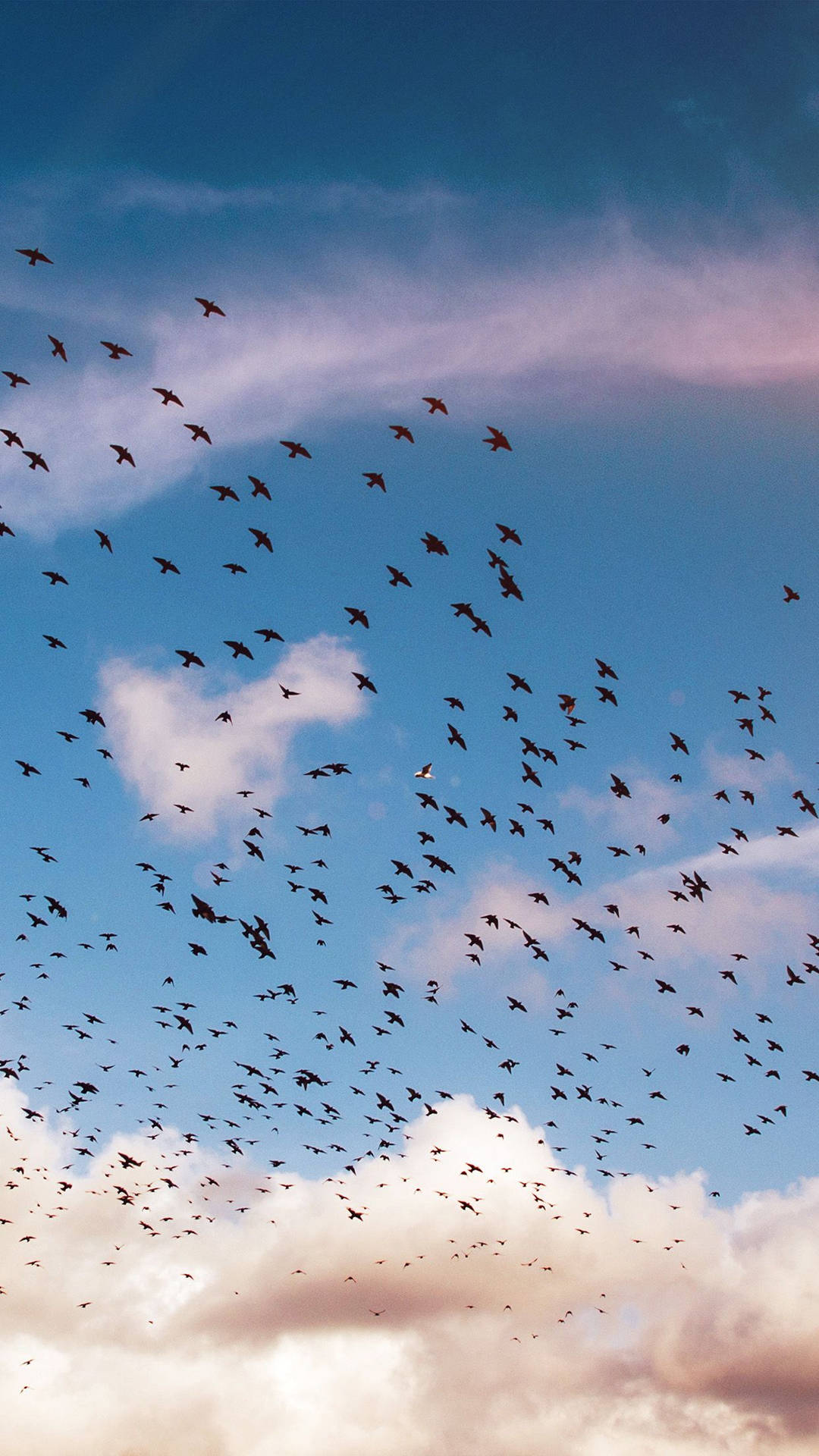 En flok af fugle, der flyver over en lilla have. Wallpaper