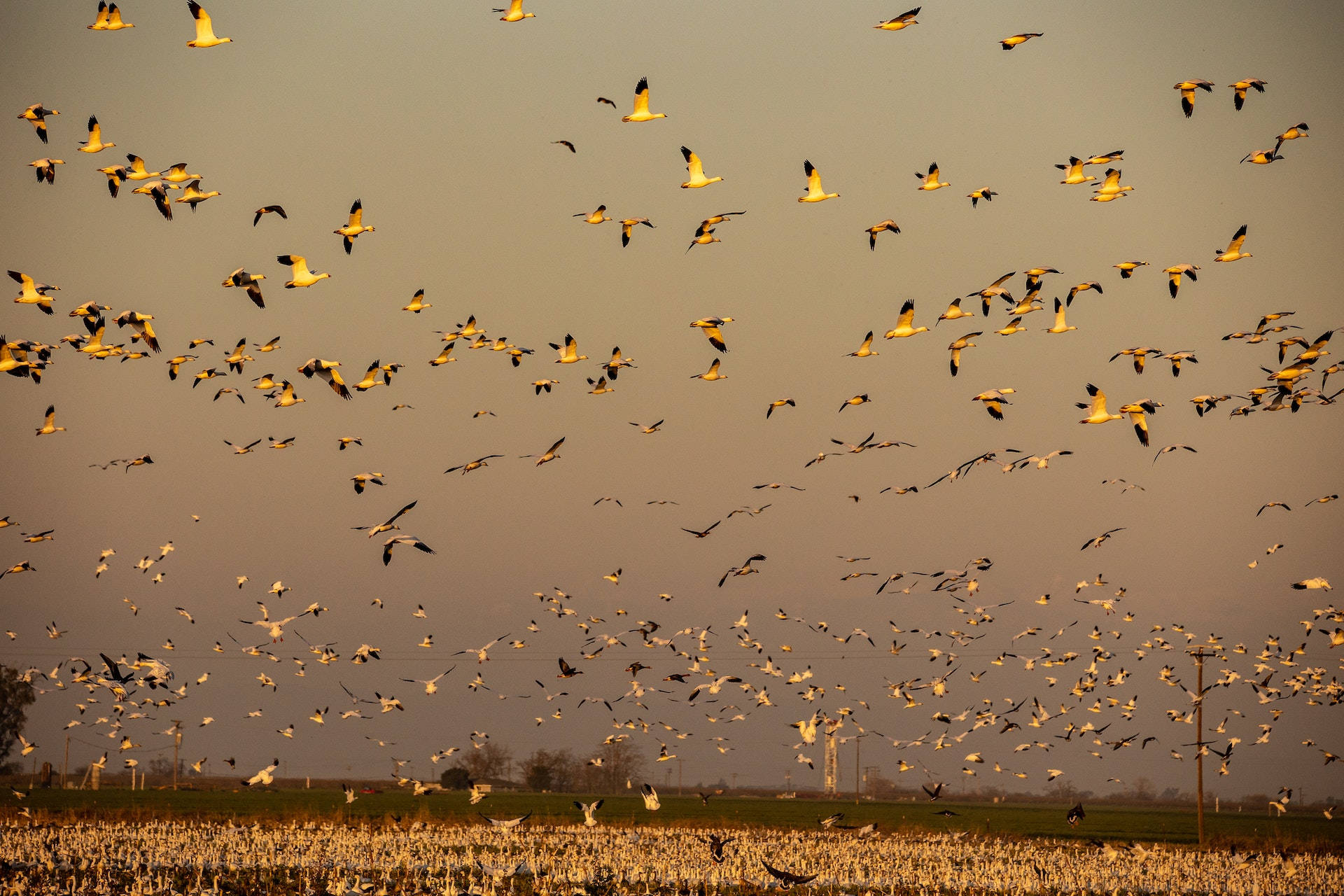 Colony Of Yellow Birds Flying Wallpaper