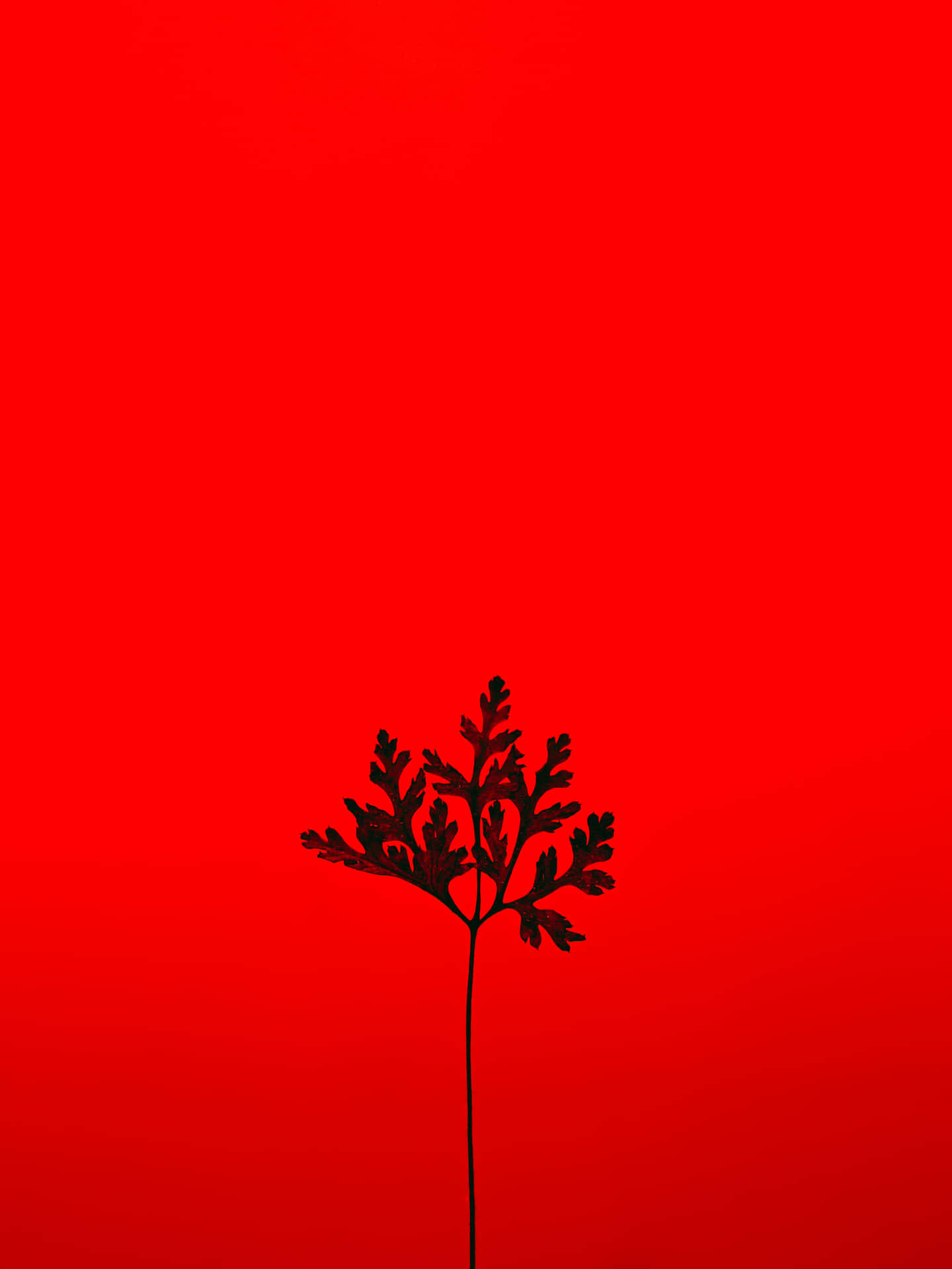 Lövsilhuett Röd Färg Bakgrund