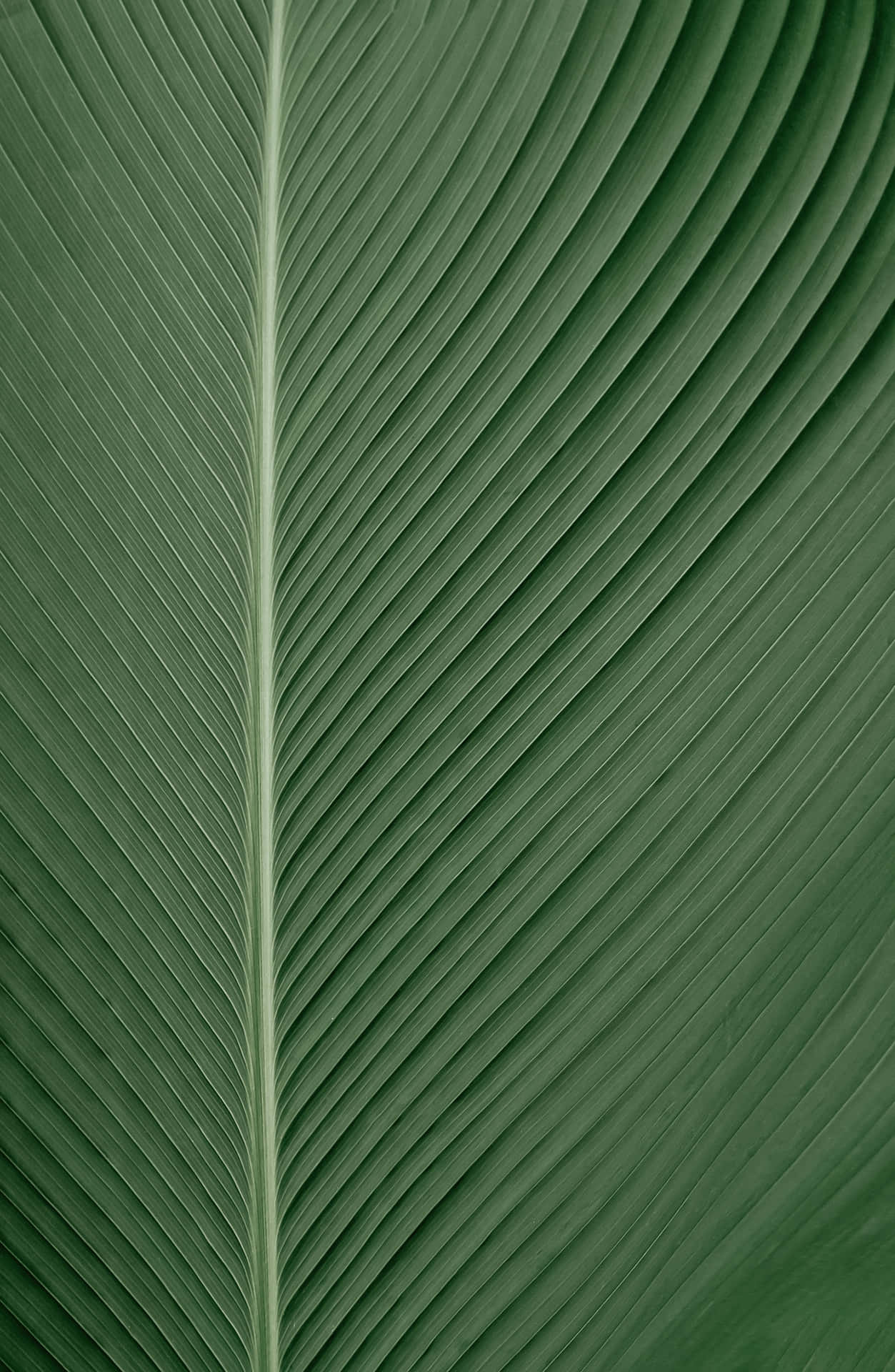 Green Leaf Macro Color Background