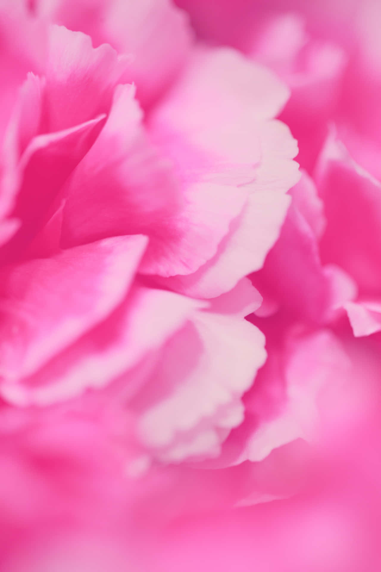 Fondode Pantalla De Color Rosa Con Pétalos De Flores