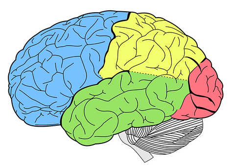 Color Coded Brain Illustration PNG