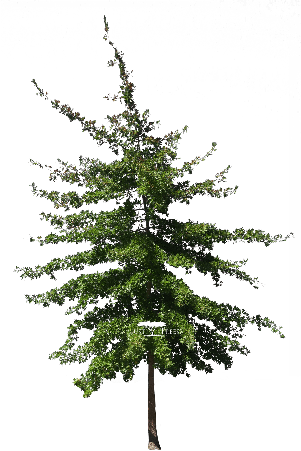 Colorado Evergreen Tree Isolated PNG