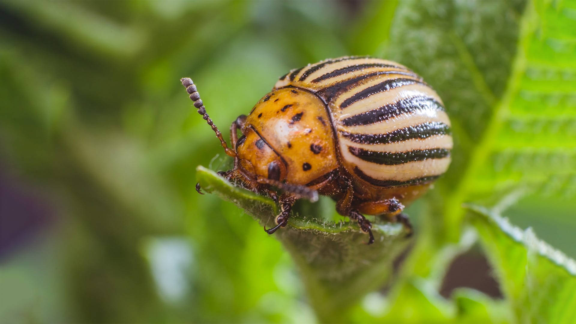 Close-Up Shot of a Vibrant Colorado Potato Beetle Wallpaper