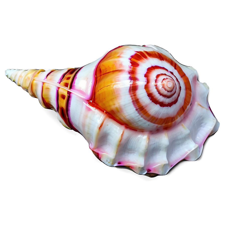 Colored Conch Shell Png 40 PNG