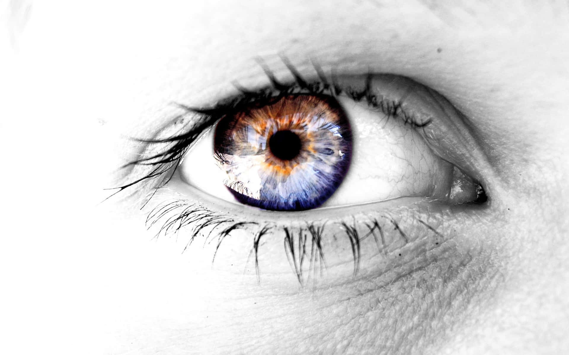 Colored Eye Closeup In Black And White Wallpaper