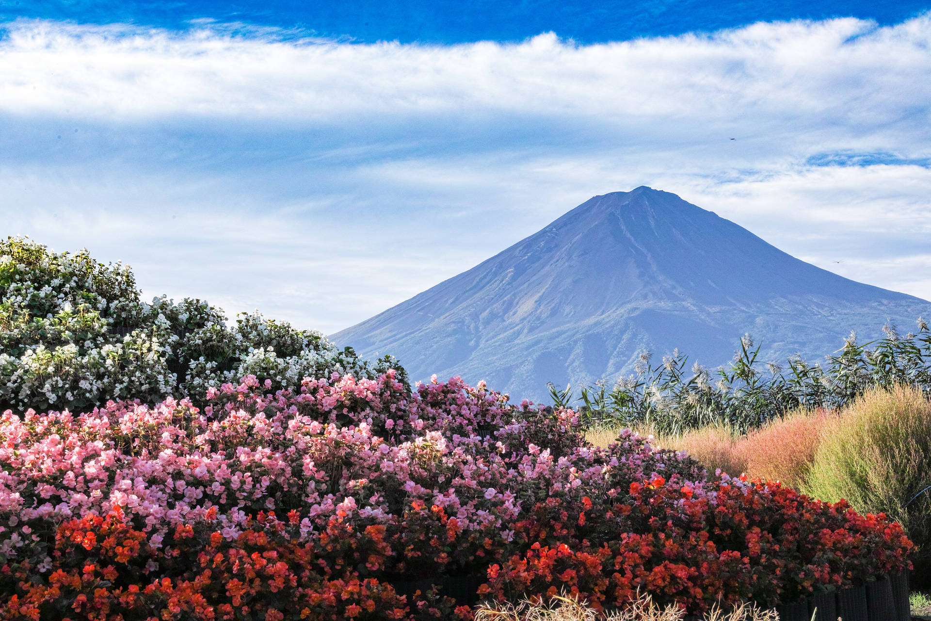Farvede Blomster Og Mount Fuji Wallpaper