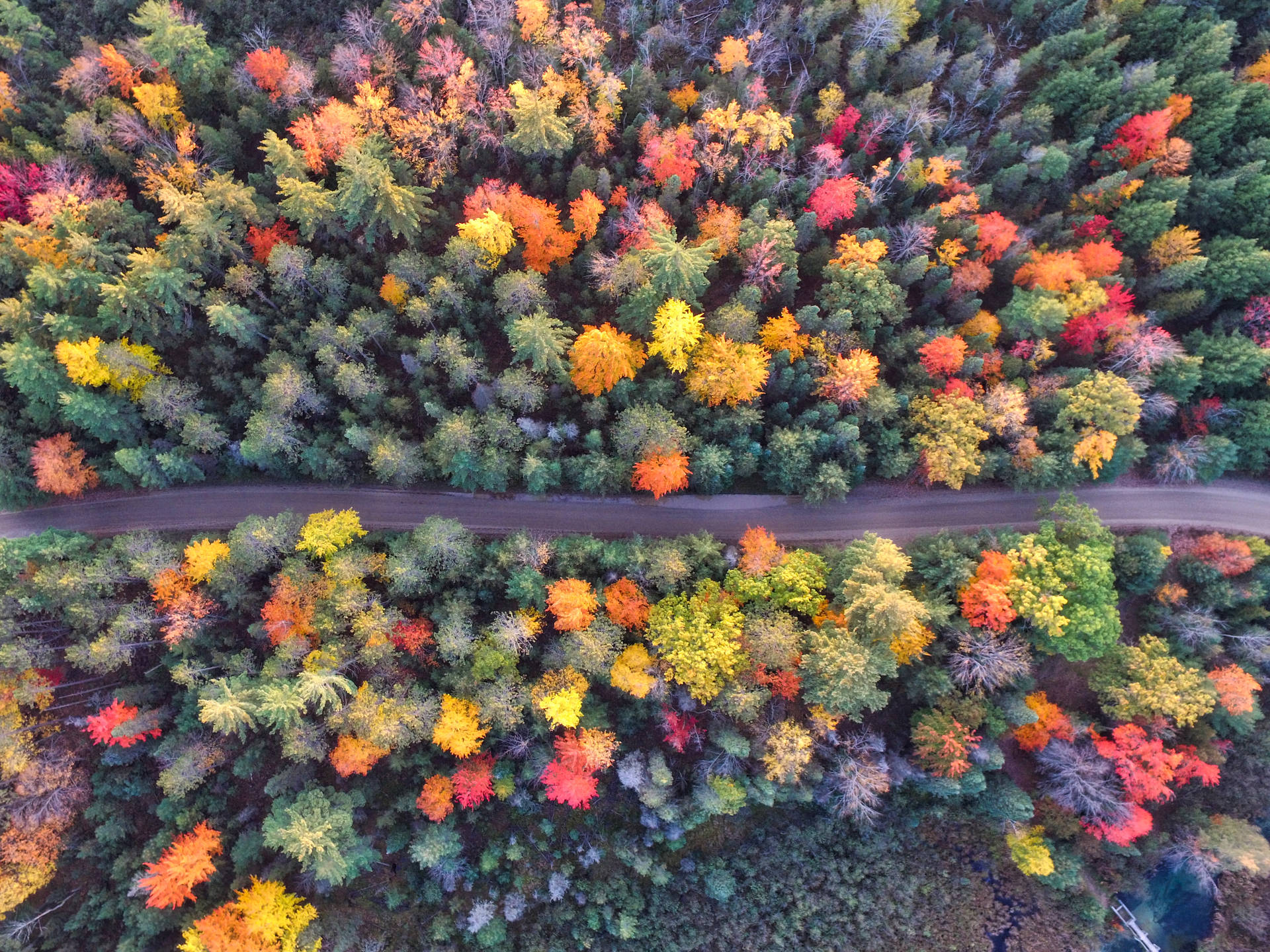 Colored Trees In Autumn Aerial