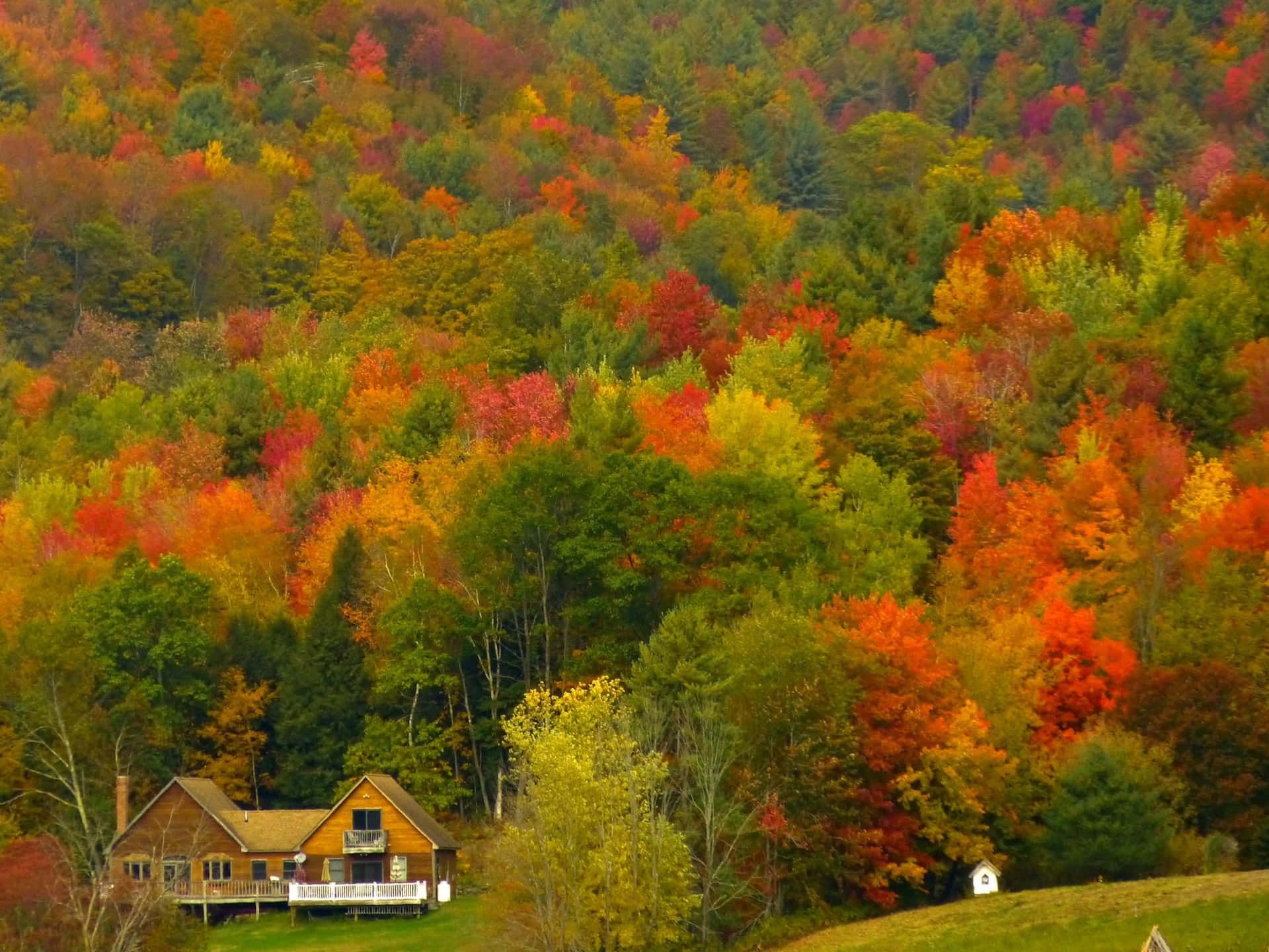 Coloresvibrantes De Otoño En Un Tranquilo Bosque.