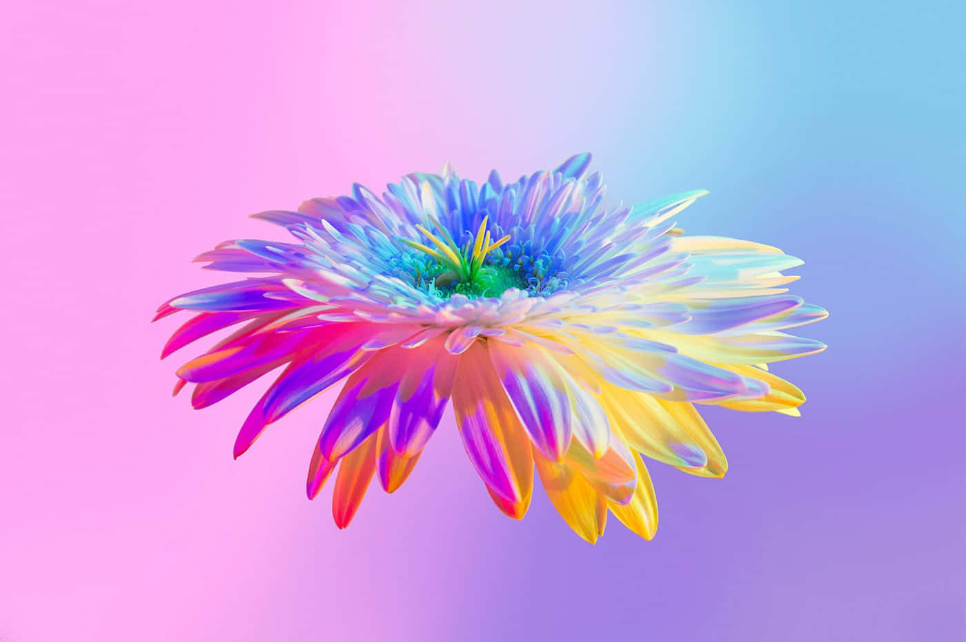 Colorful Aesthetic Rainbow Flower Wallpaper