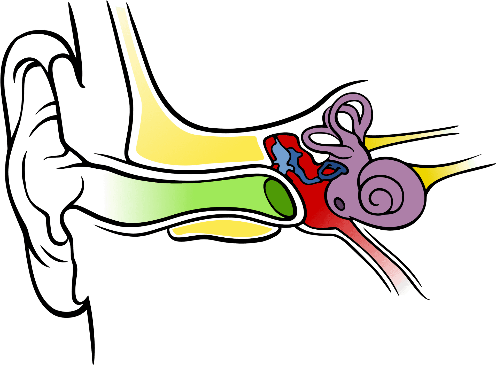 Colorful Anatomyof Human Ear PNG