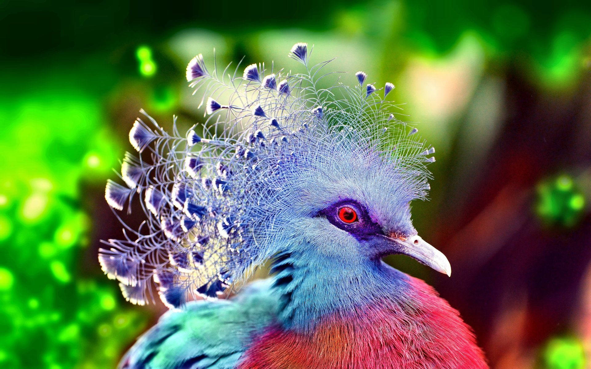 Colorful And Elegant Victoria Crowned Pigeon Wallpaper
