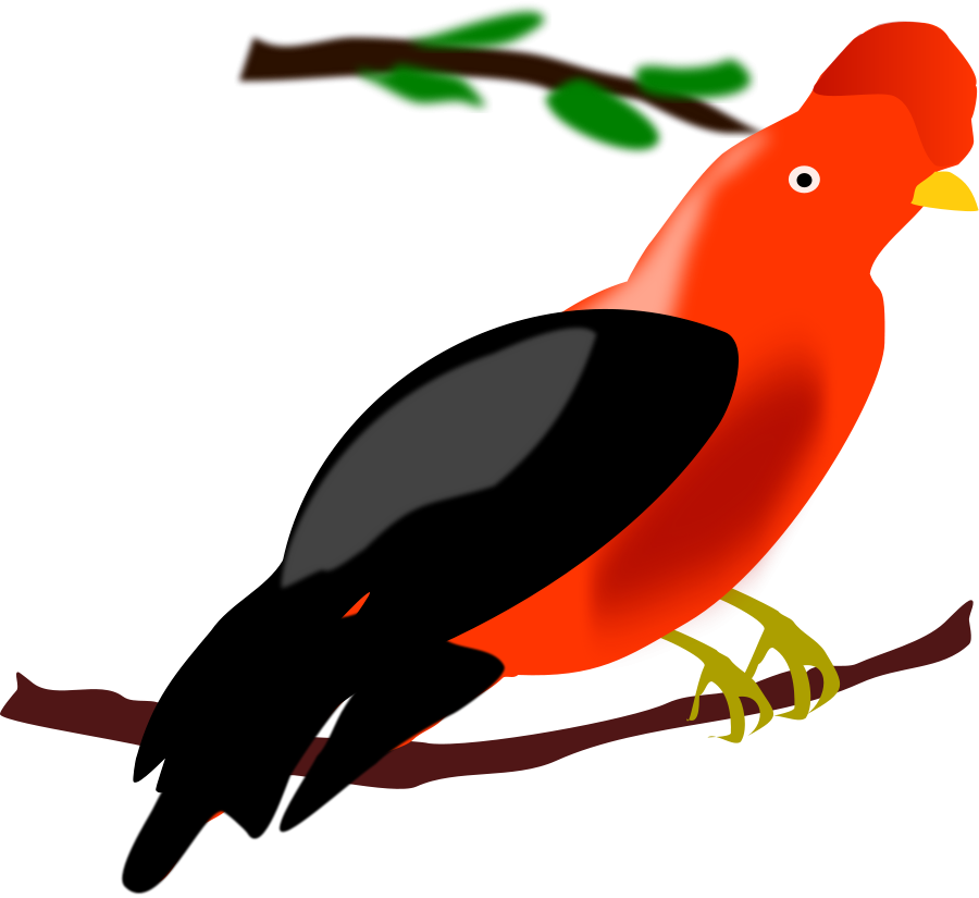 Colorful Andean Cockoftherock Bird Illustration PNG