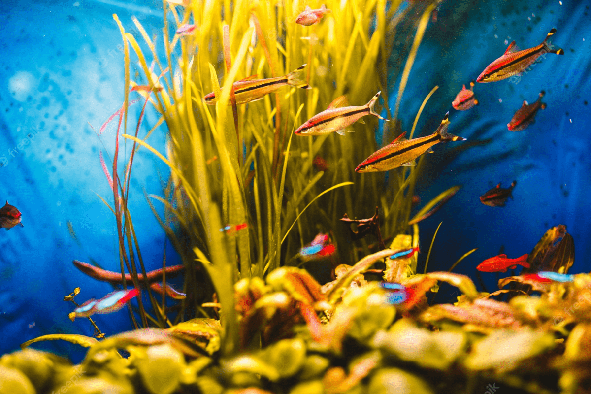 Colorful Aquarium Fish Swimming Among Aquatic Plants