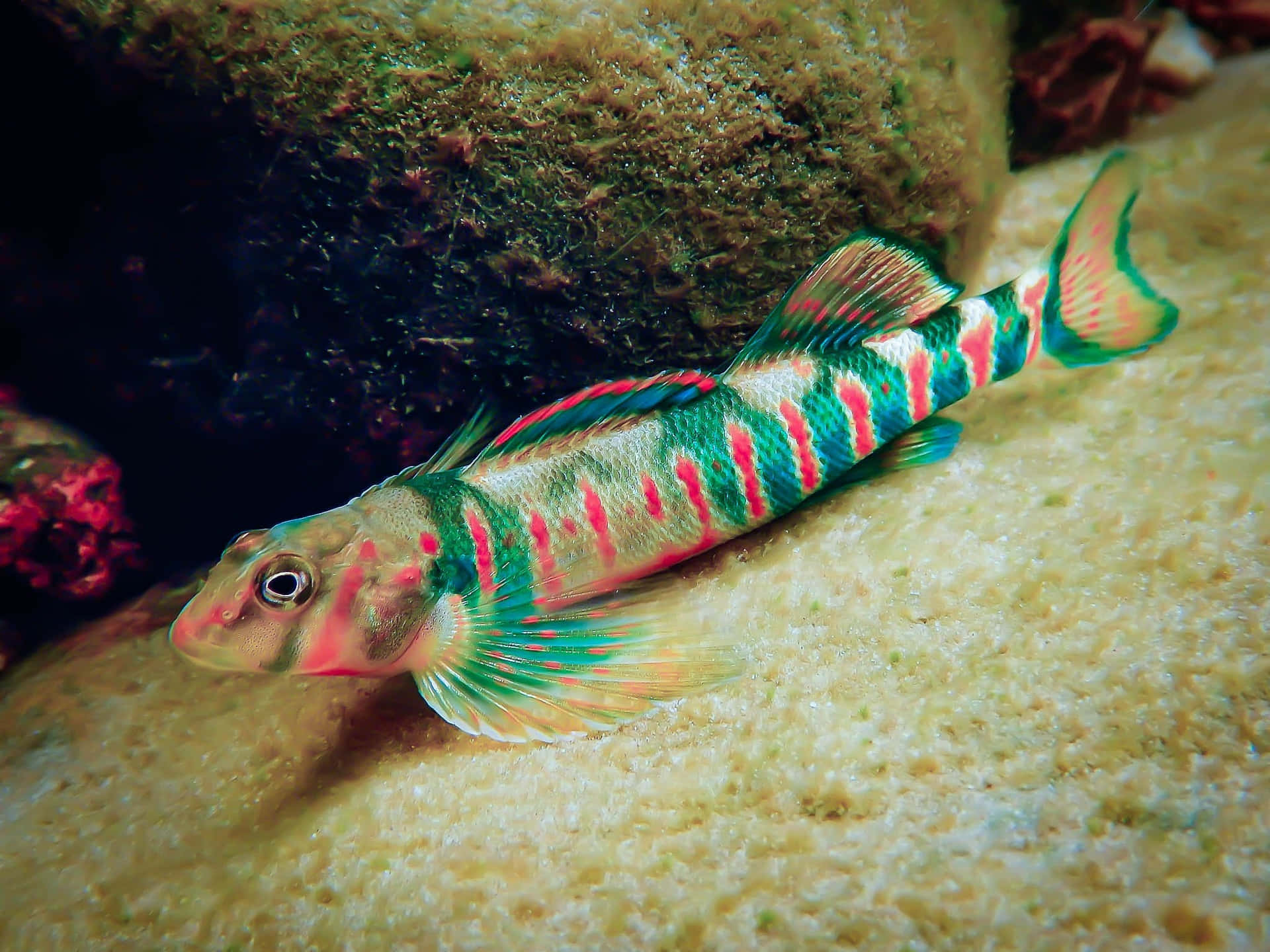 Colorful Aquatic Darter Fish Wallpaper