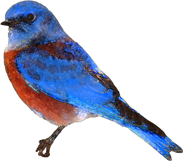 Colorful Artistic Bird Illustration PNG