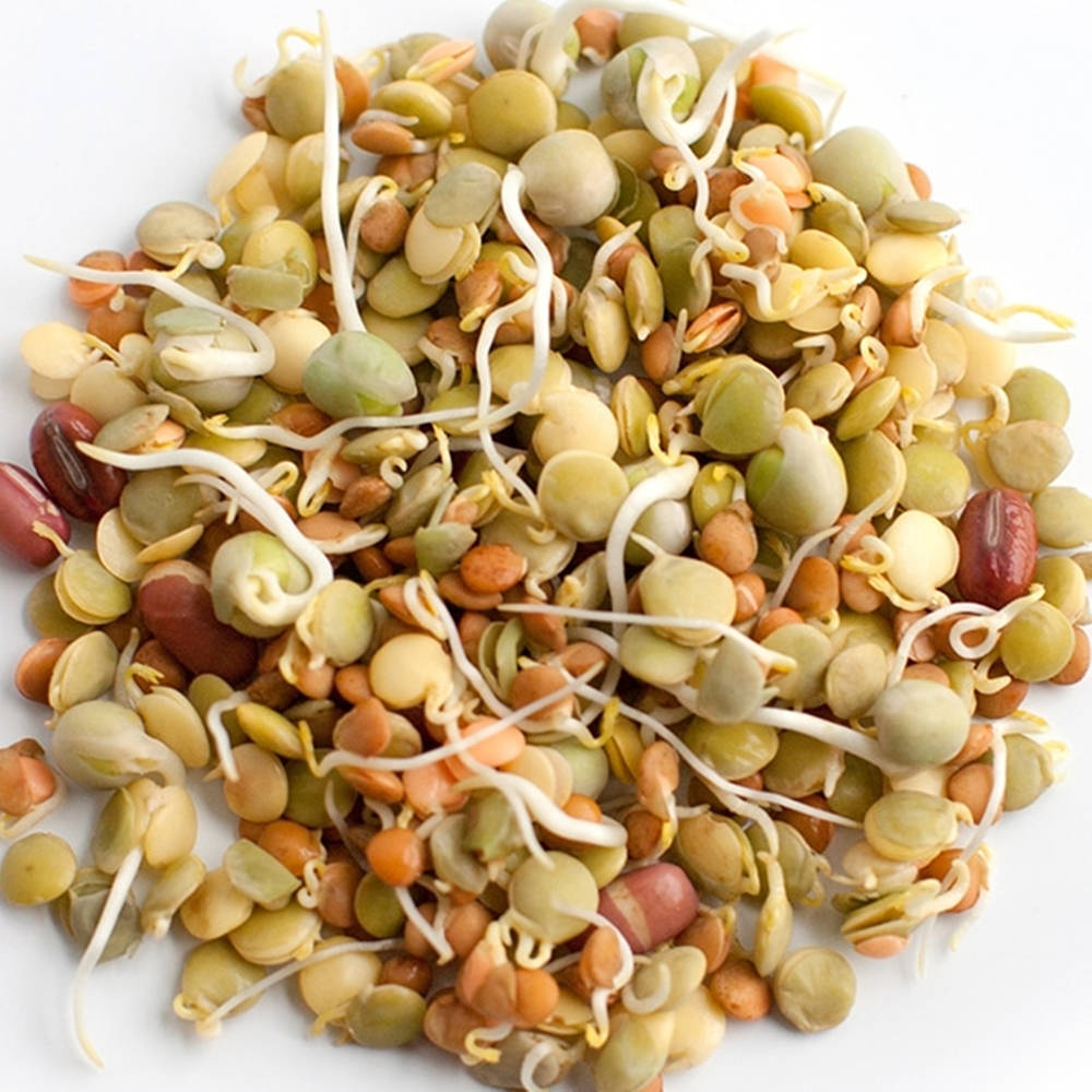 Colorful Assortment Mung Bean Sprouts Vegetable Picture