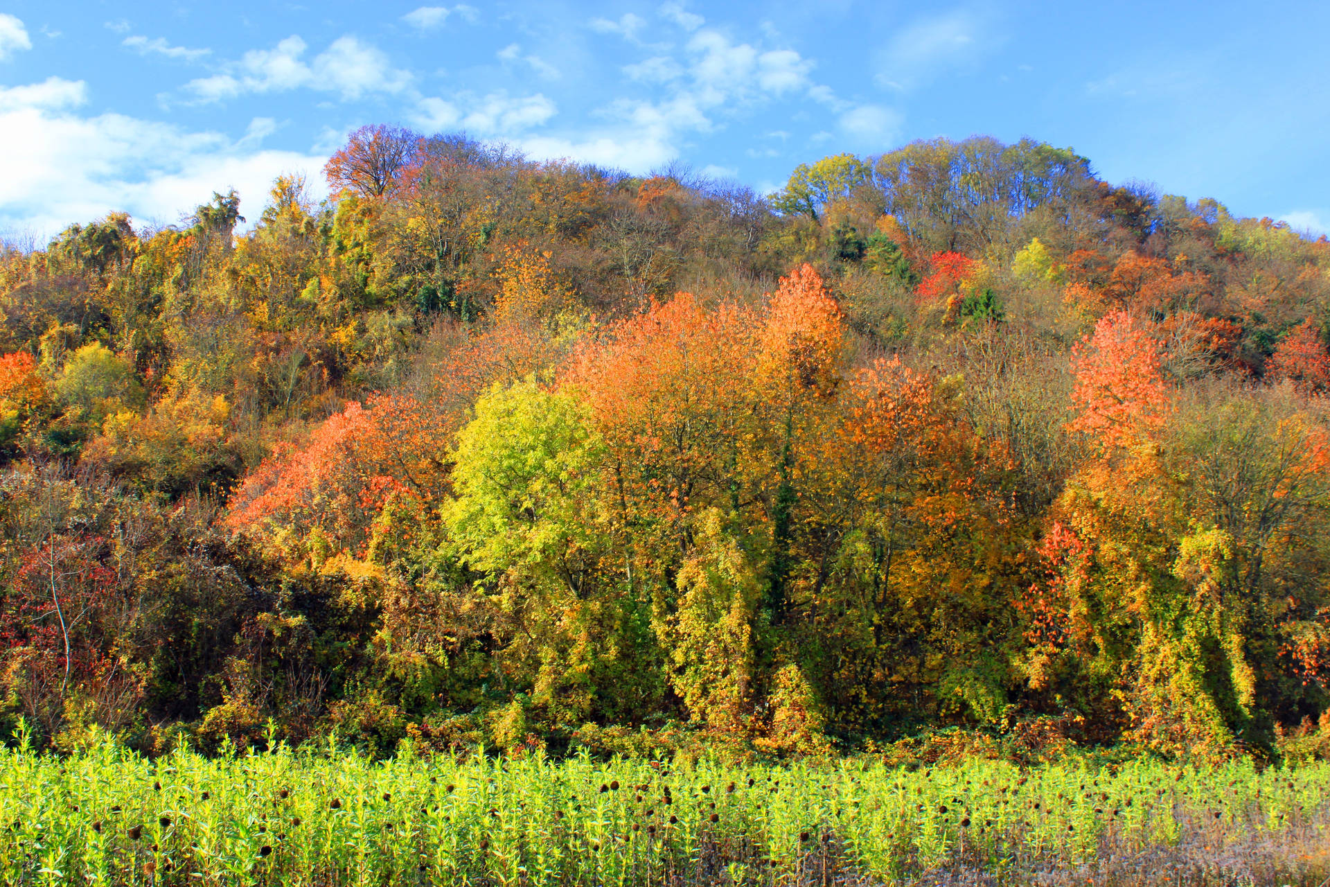 A forest full of trees with orange, green or red leaves during autumn season.
