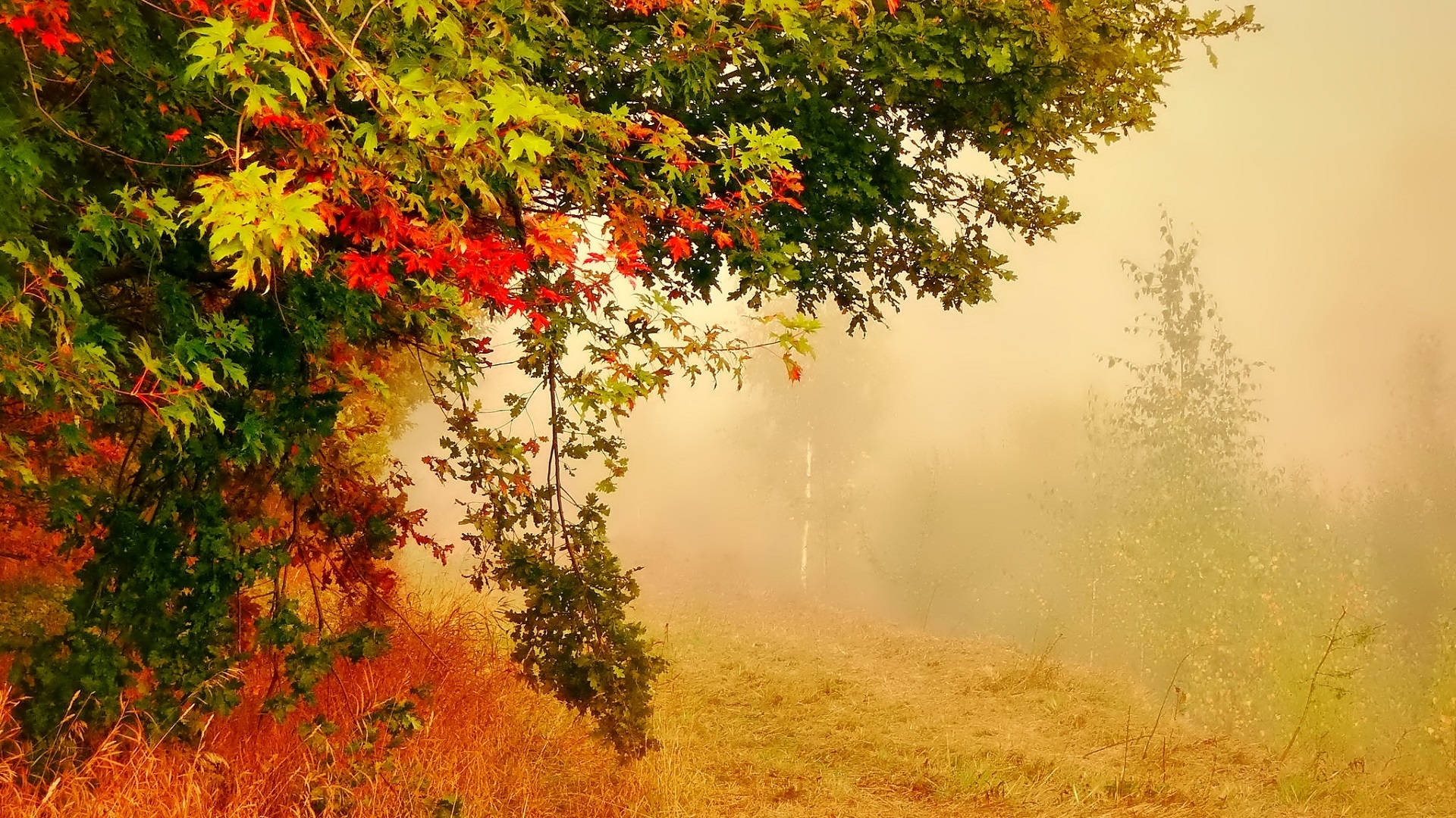 Colorful Autumn Leaves In Foggy Forest Wallpaper