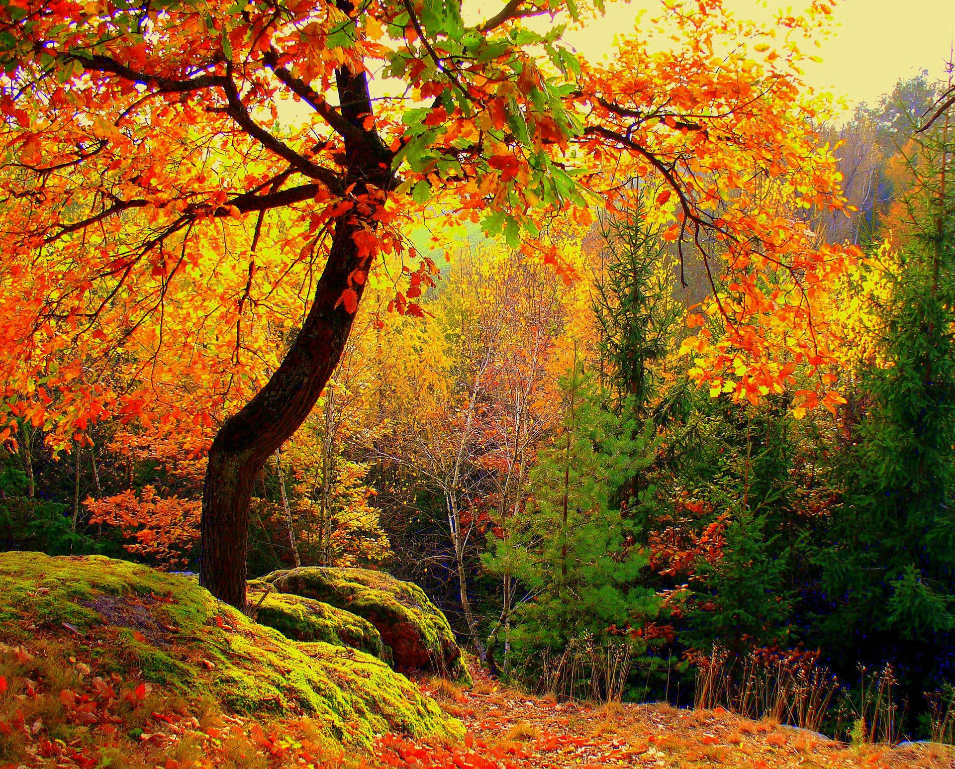 Colorful Autumn Trees Wallpaper