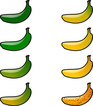 Colorful Banana Ripeness Stages PNG