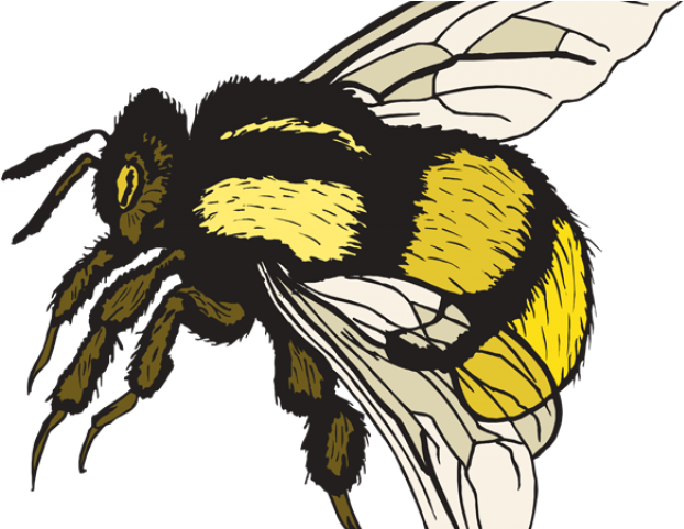 Colorful Bee Clipart PNG