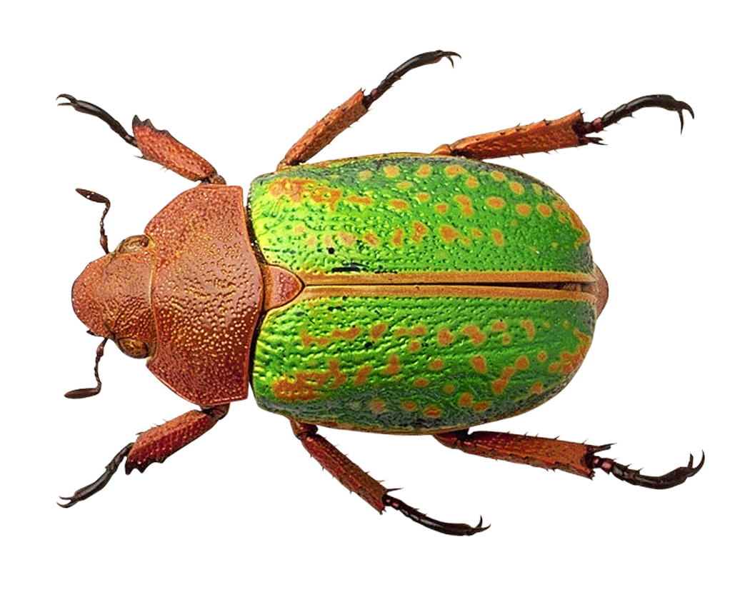 Colorful Beetle Specimen PNG