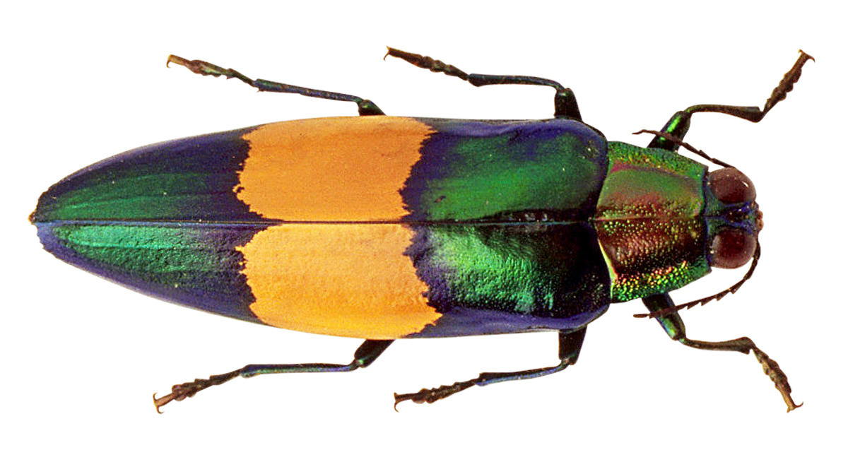 Colorful Beetle Transparent Background PNG