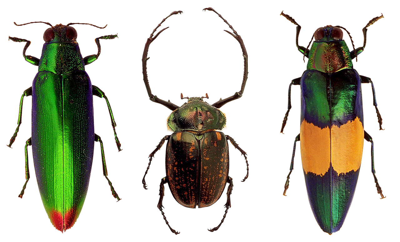 Colorful Beetle Trio PNG