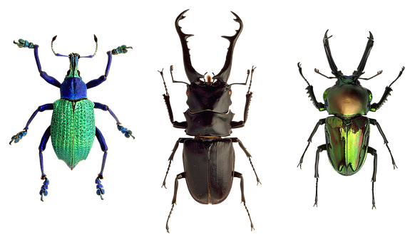 Colorful Beetles Trio PNG
