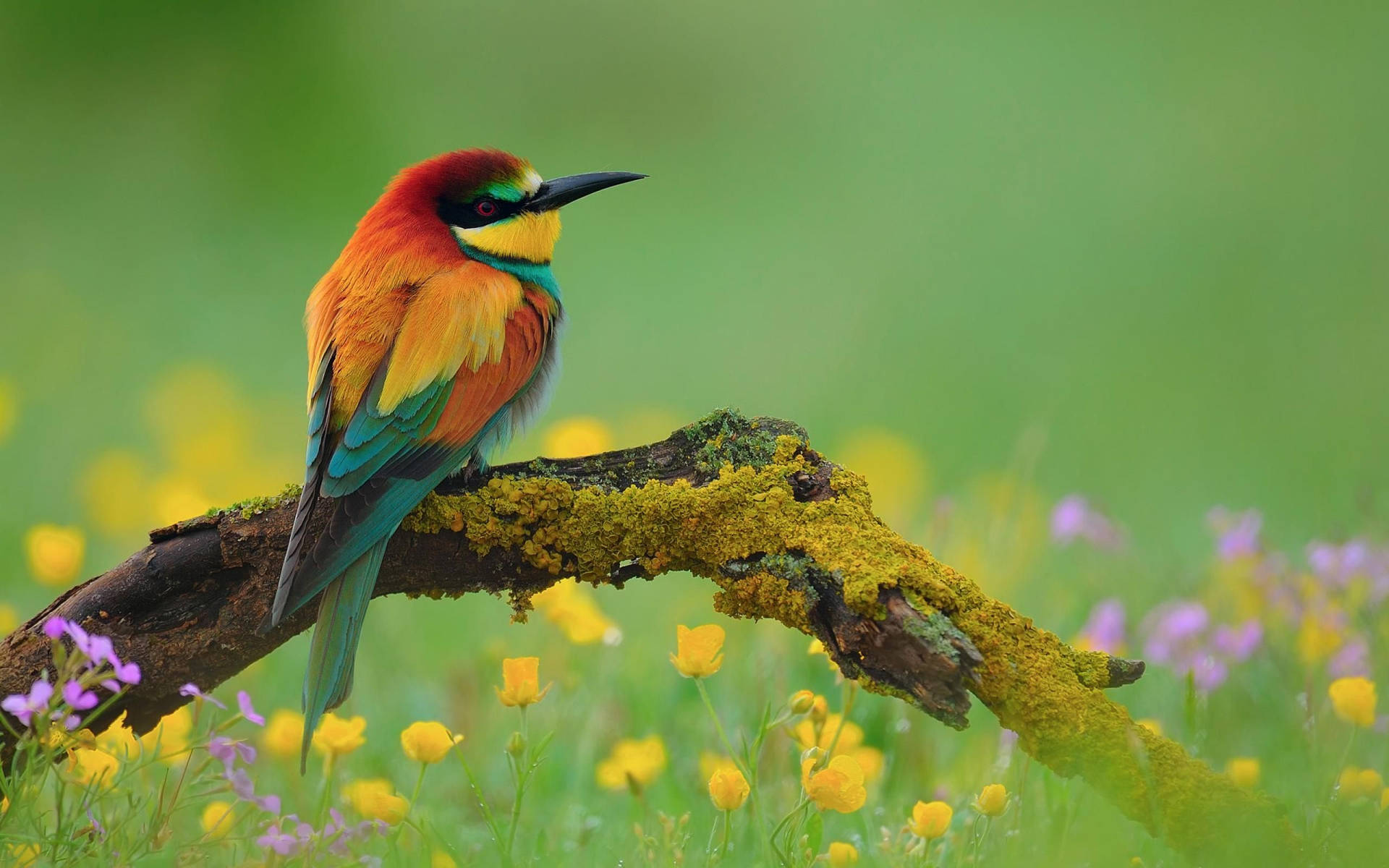 Colorful Bird And Flowers Hd