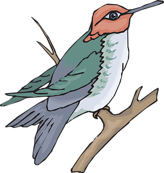 Colorful Bird Illustration PNG