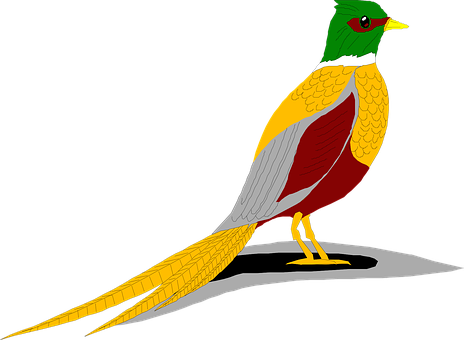 Colorful Bird Illustrationwith Shadow.jpg PNG