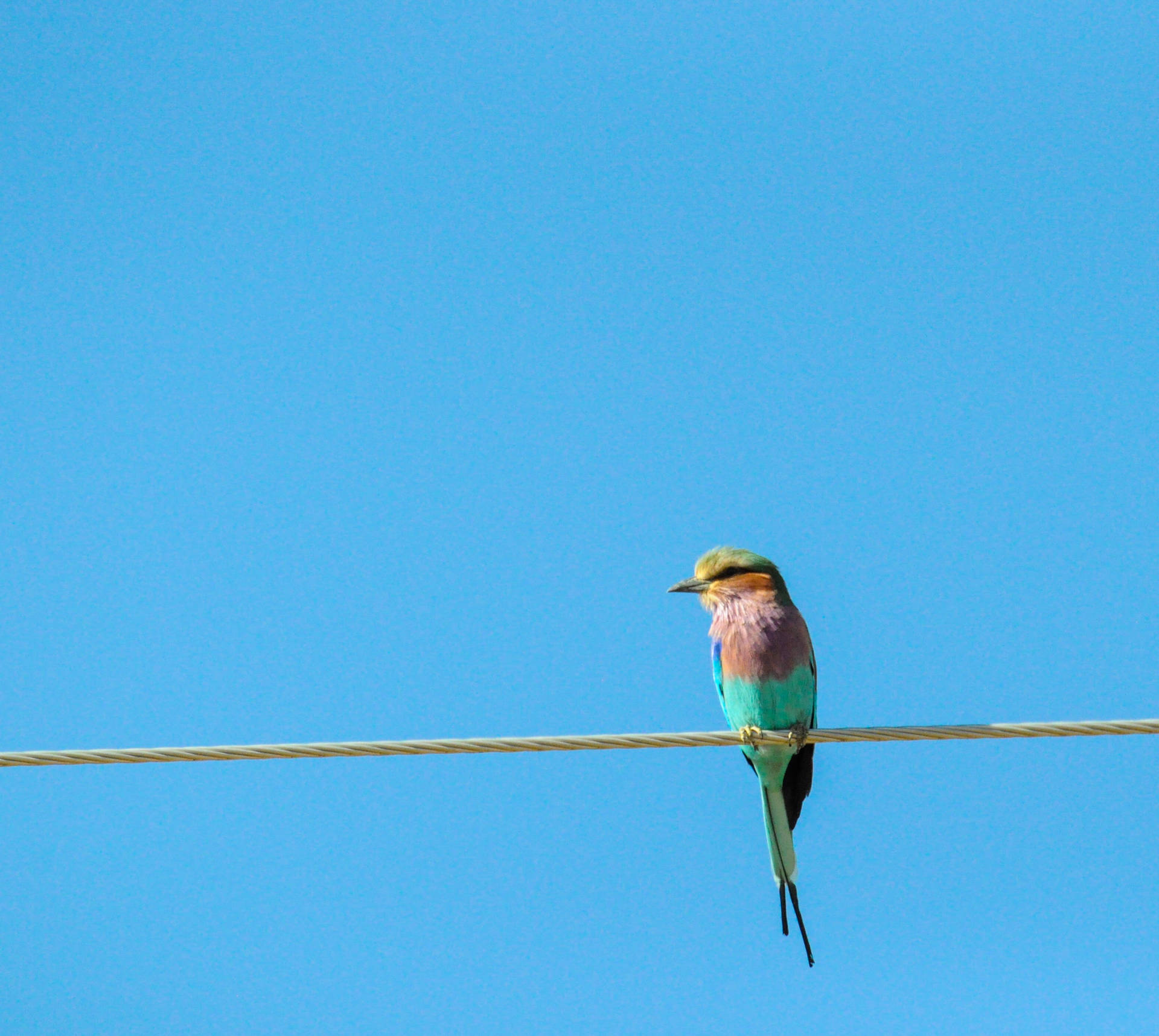 Colorful Bird On Wire Wallpaper