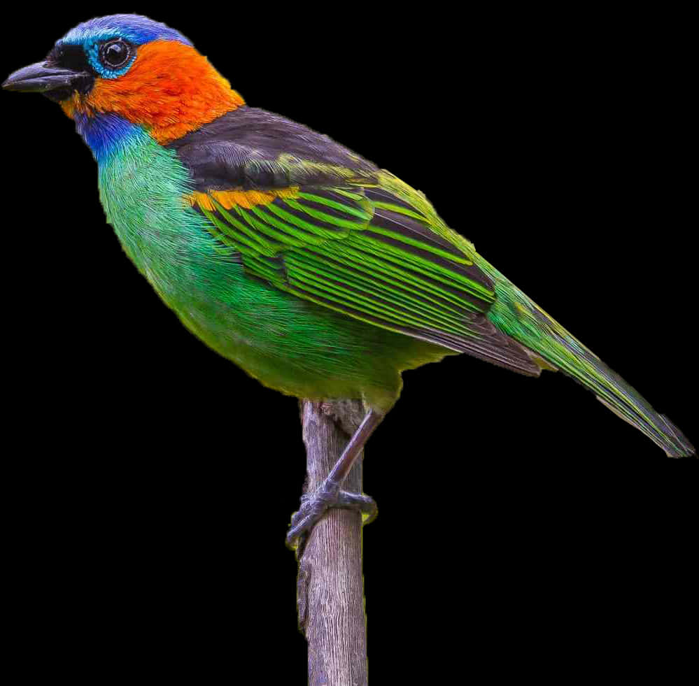 Colorful Bird Perchedon Branch PNG