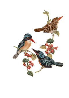 Colorful Birds Illustration PNG