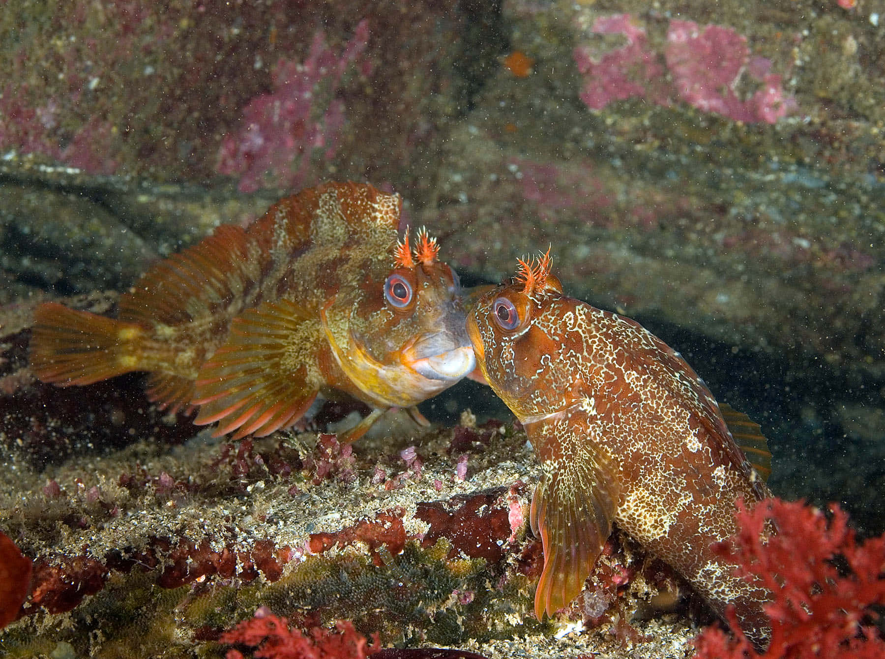 Colorful Blennieson Reef Wallpaper