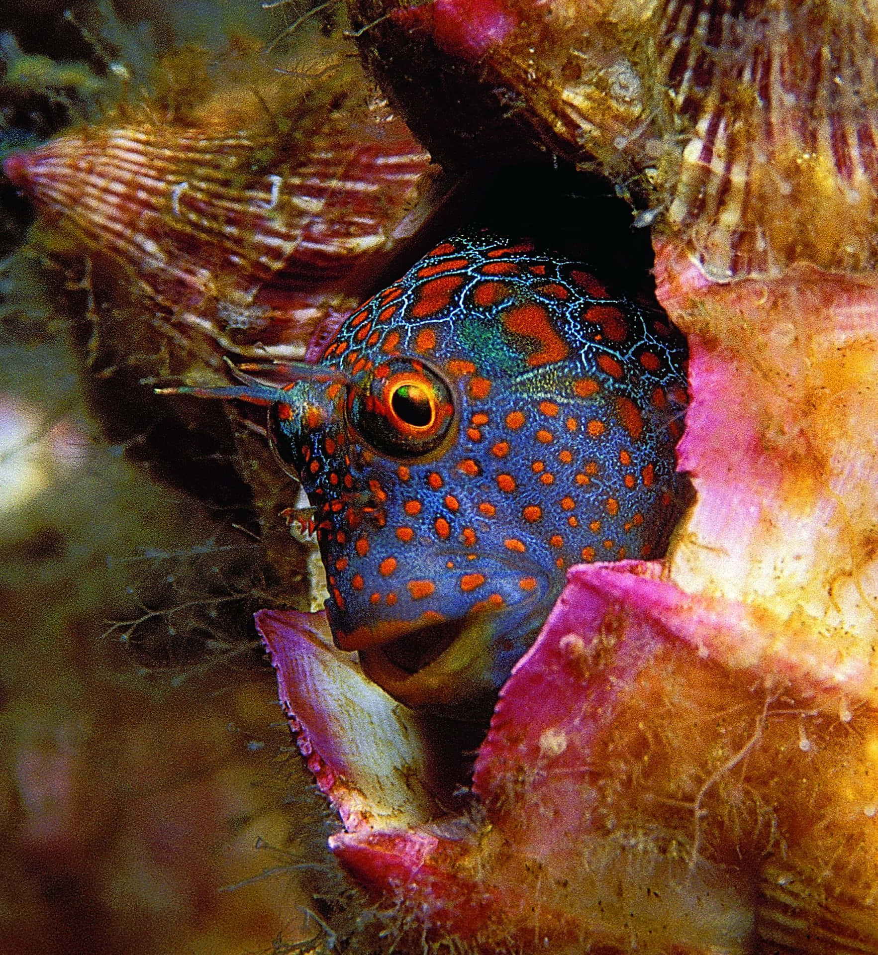 Colorful Blenny Peeking Out From Coral Wallpaper