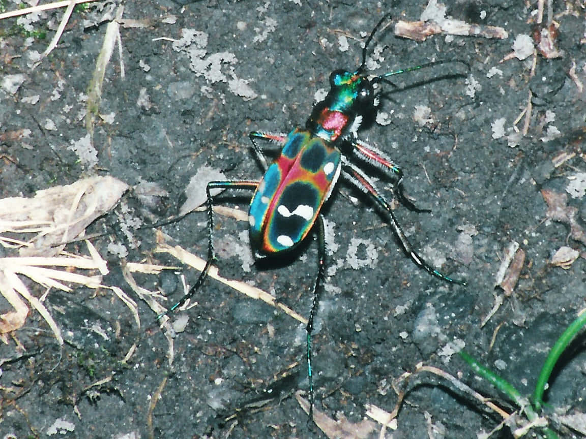 Colorful_ Blister_ Beetle_ On_ Ground.jpg Wallpaper